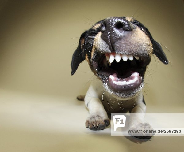 Close-up of Jack Russel Terrier dog snarling