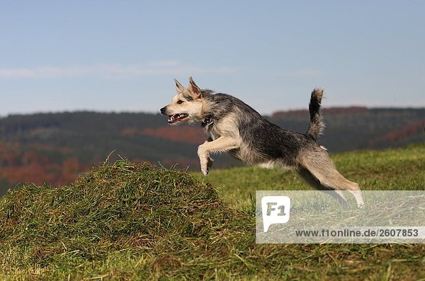 Dog running in field