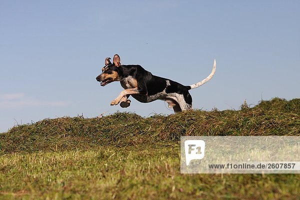 Spanisch Podenco Hund springt über Heap Grashalm in Feld