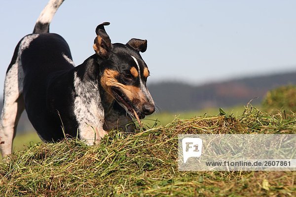 Nahaufnahme des spanischen Podenco Hund spielen im Feld