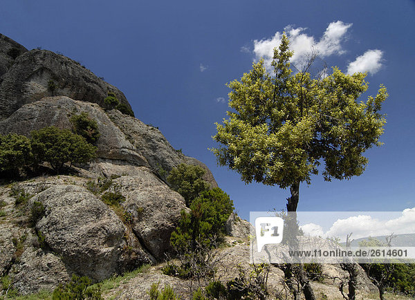 Italien  Kalabrien  Reggio Calabria  Aspromonte Park  Steineiche auf Pietra Cappa
