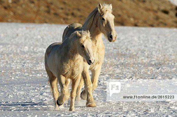 Ein paar schöne weiße Pferde Gallopiing in der Show  Shell  Wyoming  USA