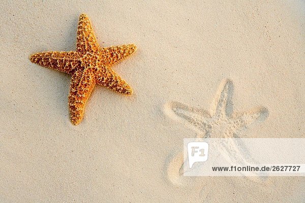 Starfish auf sand