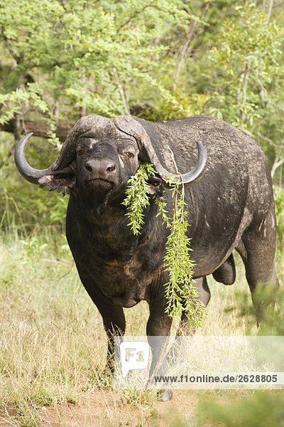Africa  Cape Town  African Buffalo (Syncerus caffer)