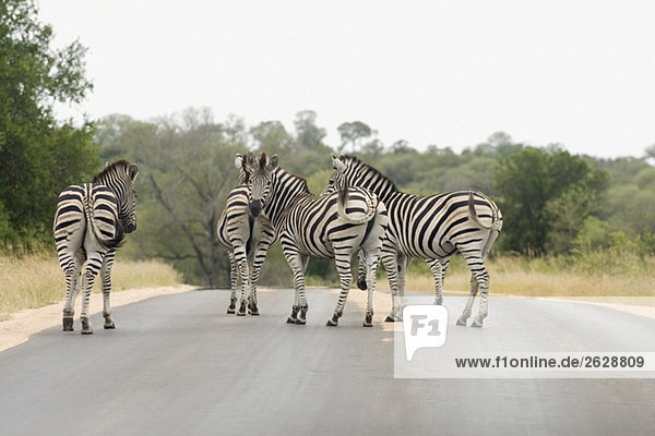 Africa  Cape Town  Zebras on street
