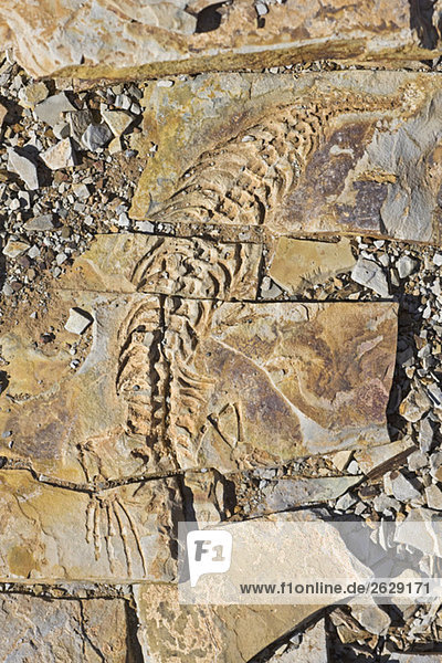 Afrika Namibia Mesosaurus tenuidens fossil Vollbild