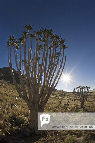 Afrika  Namibia  Röhrenbäume (Aloe dichotoma)