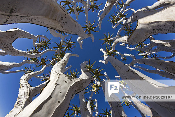 Afrika  Namibia  Röhrenbäume (Aloe dichotoma)  Tiefblick