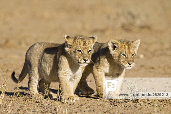 Africa Namibia African Lion cubs (Panthera Leo)