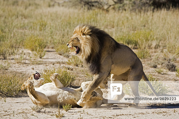 Afrika  Namibia  Löwin (Panthera leo) und Löwe