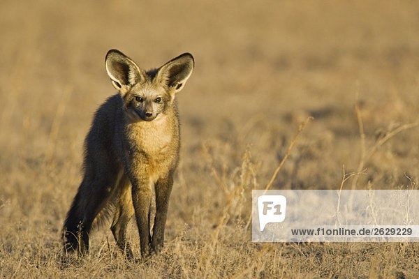 Afrika Namibia Fledermausohr-Fuchs (Otocyon megalotis) im Freiland