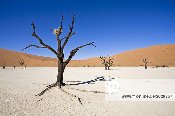 Afrika  Namibia  Deadvlei  Tote Bäume in der Wüste
