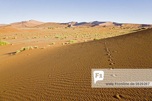 Afrika  Namibia  Namib Wüste  Tierspuren