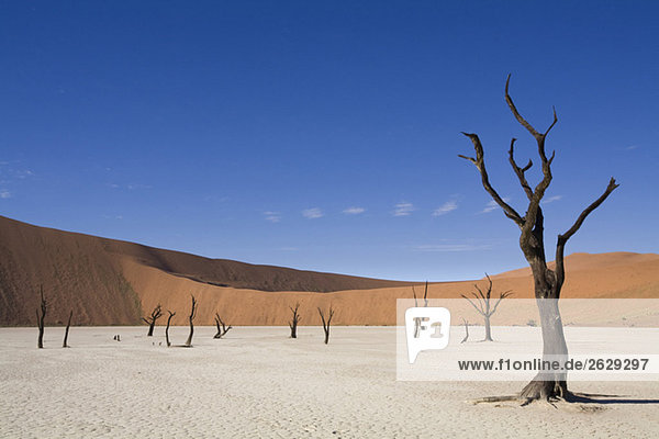 Afrika  Namibia  Deadvlei  Nackte Bäume in der Wüste