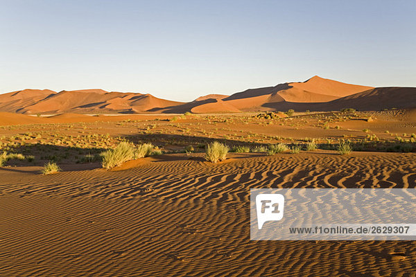 Afrika  Namibia  Sossusvlei  Sanddünen  Wüstenpflanzen