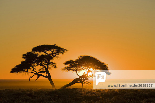 Afrika Namibia Etoscha-Nationalpark Sonnenuntergang