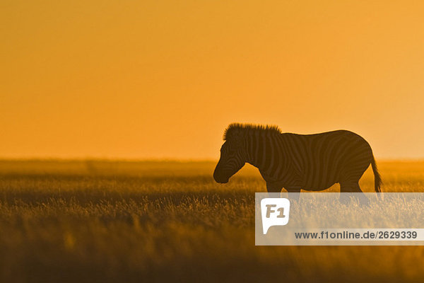 Afrika  Zebra (Equus quagga Burchelli) bei Sonnenuntergang
