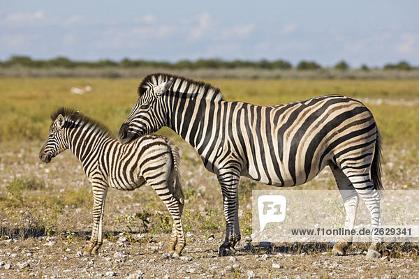 Afrika  Burchell's Zebra (Equus quagga burchelli) - Mutter und Fohlen