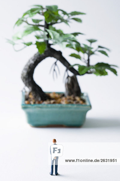 Miniatur-Mann mit Blick auf den Topf-Bonsai-Baum  Rückansicht