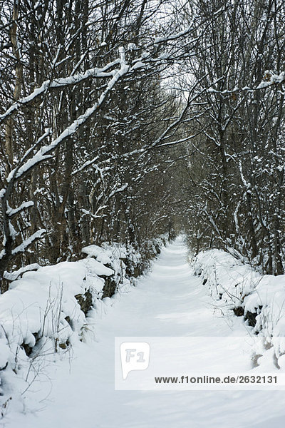 Baumgesäumter Weg im Schnee