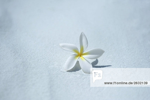 Single frangipani (plumeria) blossom