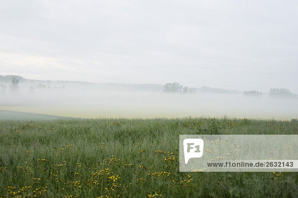 Wildflowers in meadow  fog in background
