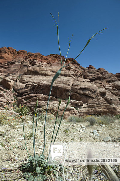 Rocky desert landscape  focus on plant