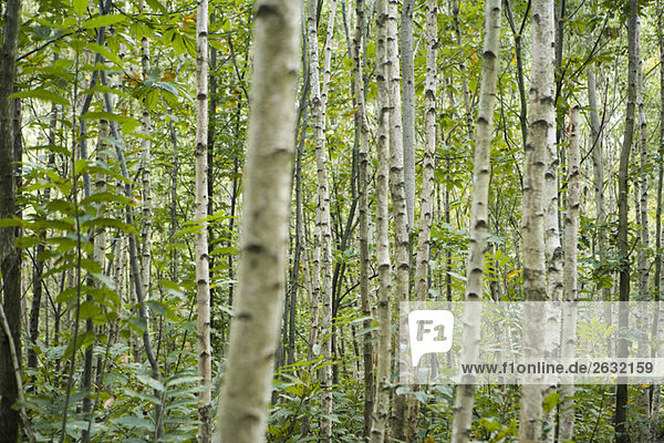 Forest of aspen trees  selective focus