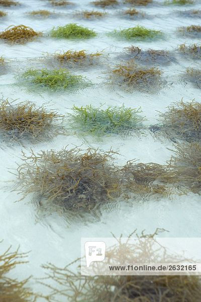 Seaweed farm  close-up