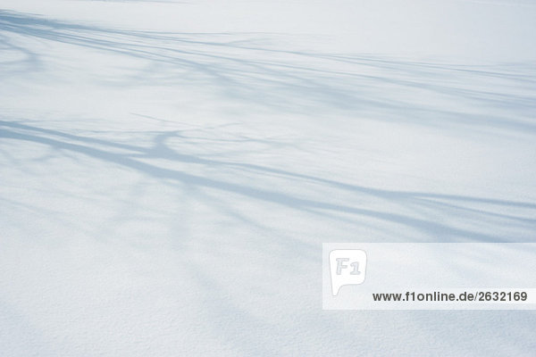 Schatten von Baumästen auf Schnee