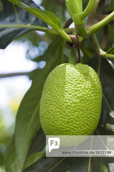 Breadfruit hanging from tree  close-up