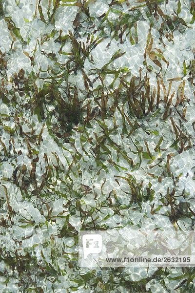 Kelp in shallow water  directly above