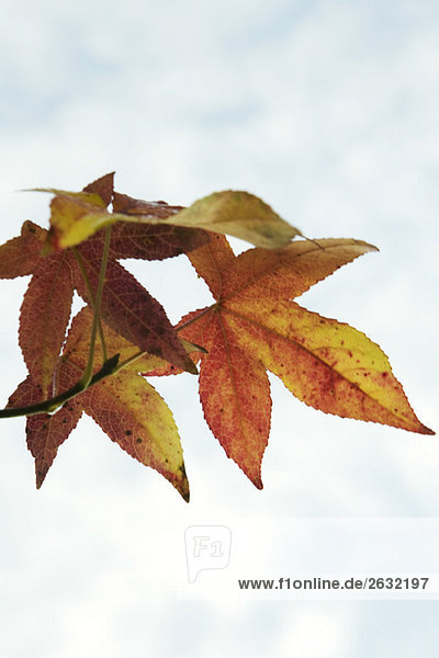 Leaves of Japanese maple  close-up