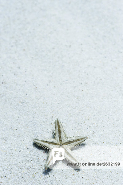 Starfish upside down on sand
