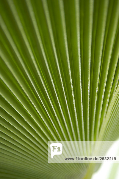 Palm leaf  extreme close-up