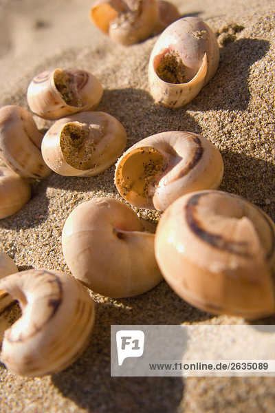 Schnecke Gastropoda liegend liegen liegt liegendes liegender liegende daliegen Sand
