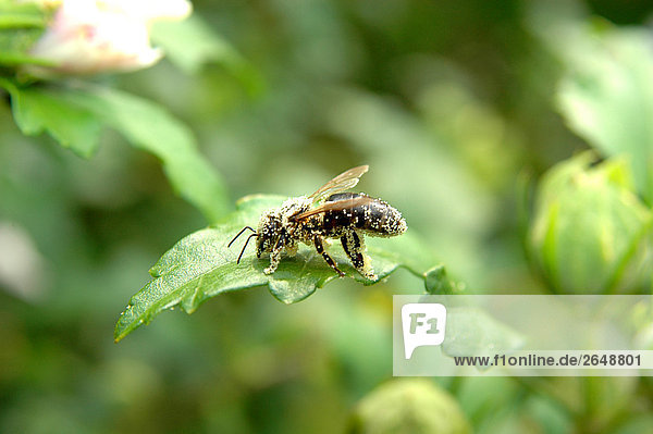 Nahaufnahme-Bee am Blatt