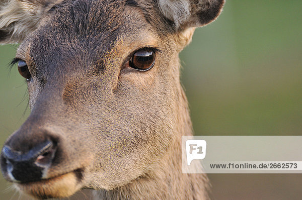 Nahaufnahme Gesicht der Red Deer (Cervus Elaphus)  Bayern  Deutschland