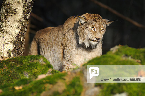 Rotluchs (Lynx Rufus) im Wald  Bayern  Deutschland