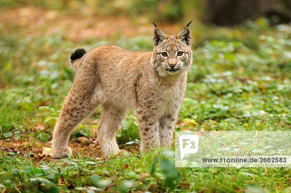 Rotluchs (Lynx Rufus) im Wald  Bayern  Deutschland