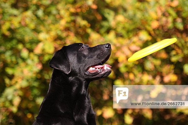Close-up of Labrador catching frisbee in field