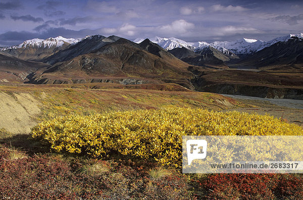 Arktische Weide (Salix Polaris) und Alpine Bärentrauben (Arctostaphylos Alpinus) im Feld  Denali National Park  Alaska  USA
