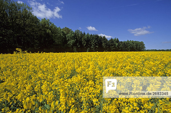 Raps (Brassica Napus) Blumen blühen im Feld  Schleswig-Holstein  Deutschland