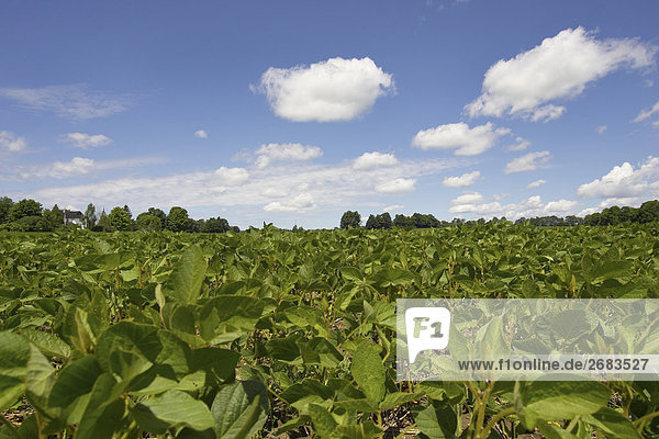 Field of Soy Beans in Southern Ontario
