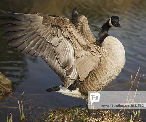 Canada Goose Spreading Wings by Pond Vancouver  British Columbia