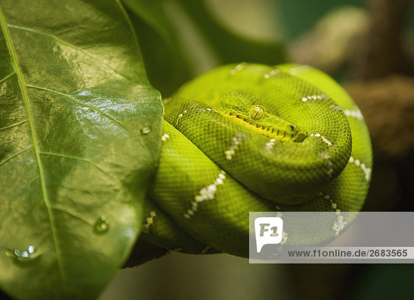 Green Tree Boa Curled up on Branch