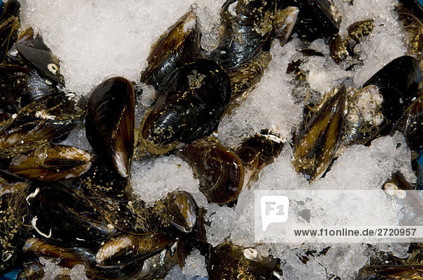 Spain  Madrid  Mussels on crushed ice  elevated view
