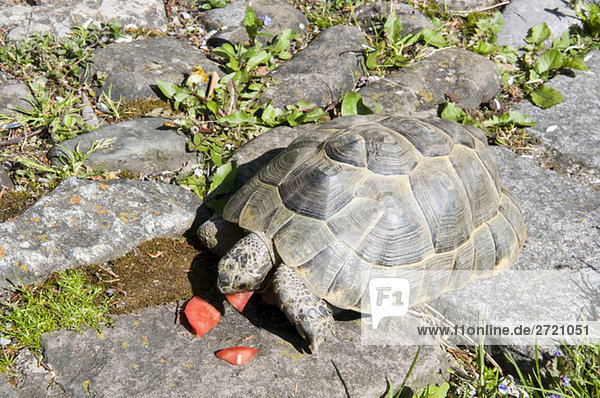 Turtle (Testudines) eating tomatoes