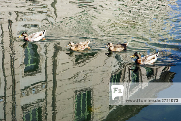 Italy  Milan  Ducks on river  reflections in water