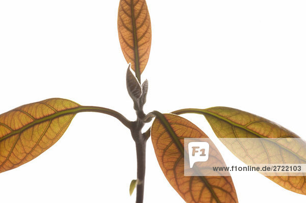 Avocado plant (Persea americana)  close-up of leaves
